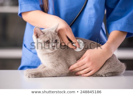 Zdjęcia stock: Veterinarian Doctor Making A Checkup Of A Cute Beautiful Cat