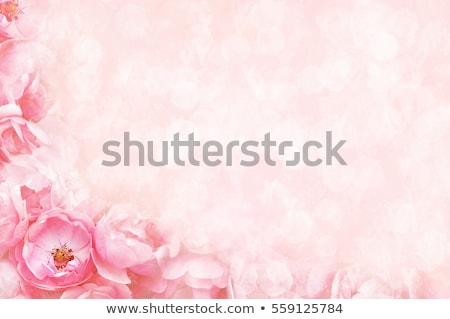 Сток-фото: Retro Background With Pink Roses