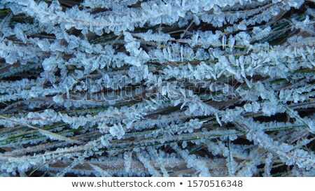 Zdjęcia stock: Beautiful Close Up Photo Of Frosty Plant