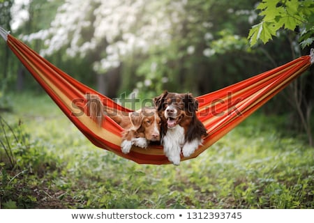 Foto stock: Dog On Hammock In Summer
