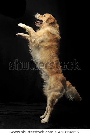 [[stock_photo]]: Sweet Golden Retriever Enjoy Photo Shooting In Studio