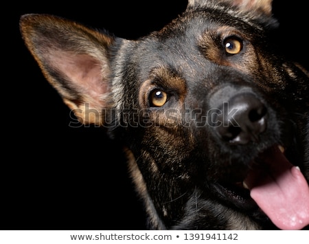 Foto stock: Fearful Black German Shepherd Dog In A Dark Studio