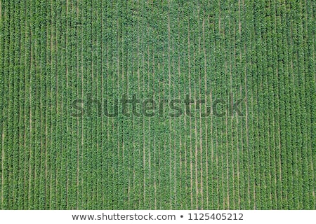Zdjęcia stock: Aerial View Of Irrigation Equipment Watering Green Soybean Crops