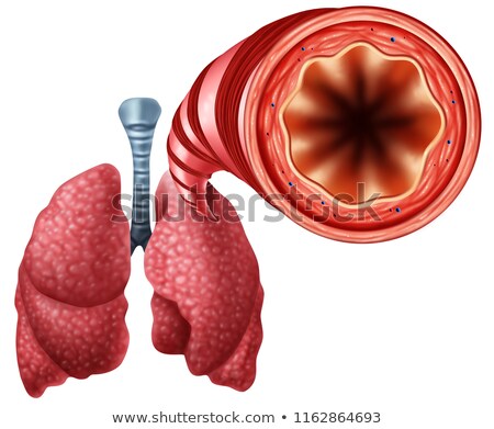 Foto d'archivio: Bronchitis Anatomy Concept