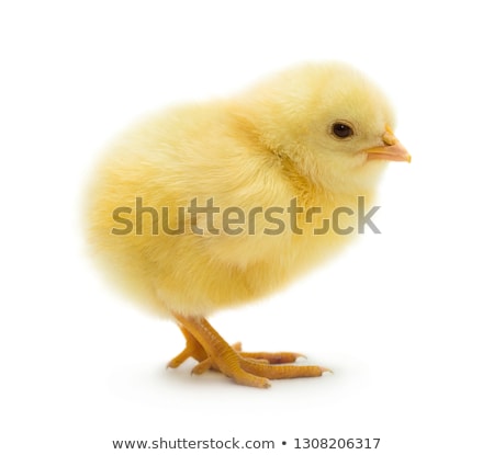 Stok fotoğraf: Yellow Chick