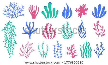 Foto d'archivio: Set Of Colorful Marine Cartoon Algae And Coral Polyps Isolated On White Background Vector Illustrat