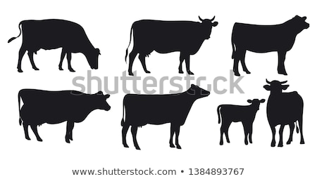 Stock photo: Cow