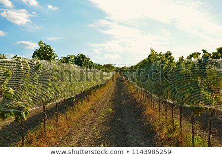 Foto stock: Wine Growers On Their Crops