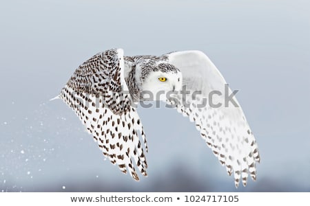 Foto d'archivio: Snowy Owl