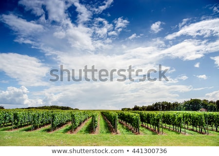 Stockfoto: Blue Grape In Bordeaux Region Aquitaine France