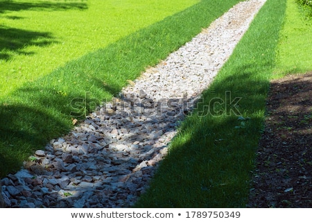 Stock photo: Overgrown Plants In Garden