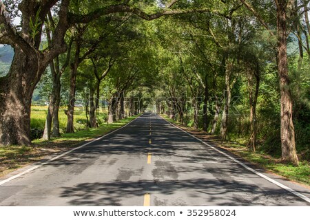 Сток-фото: Road With Tree Lane