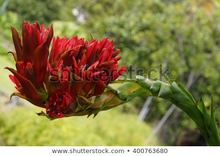 [[stock_photo]]: Lily Spear