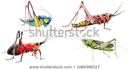 Stok fotoğraf: Painted Grasshopper