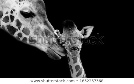 Stock fotó: Giraffes