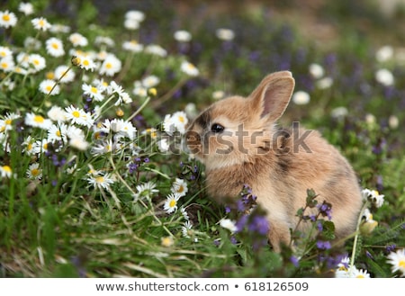 Stock photo: Cute Rabbit In Grass