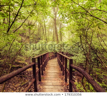 Stok fotoğraf: Jungle Landscape In Vintage Style Wooden Bridge At Tropical Rain Forest