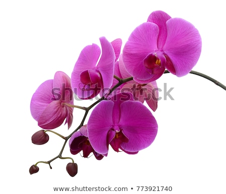 Foto stock: Inda · orquídea · roxa