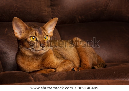 Stok fotoğraf: Abyssinian Cat In Studio