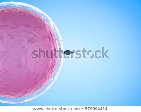 Stock fotó: Ovum Fertilization