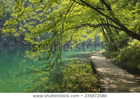 Stock fotó: Wooden Footpath In The Forest