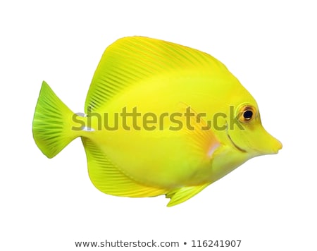 Foto d'archivio: Yellow Tang Fish In Aquarium