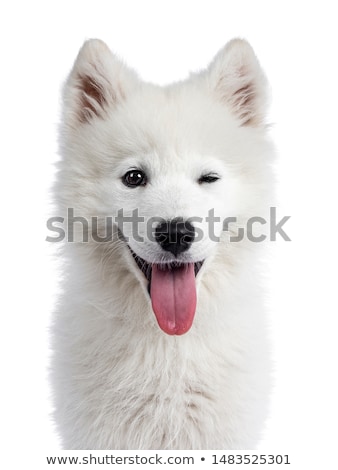 Stock foto: Samojeed Puppy On White
