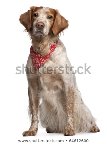 Stock foto: An Adorable Mixed Breed Dog Wearing Red Scarf