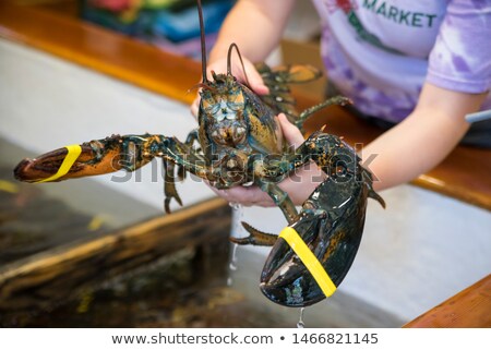 Сток-фото: Live Shellfish