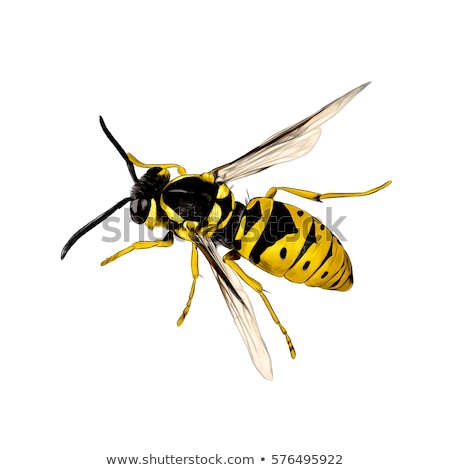 Сток-фото: Flying Wasp