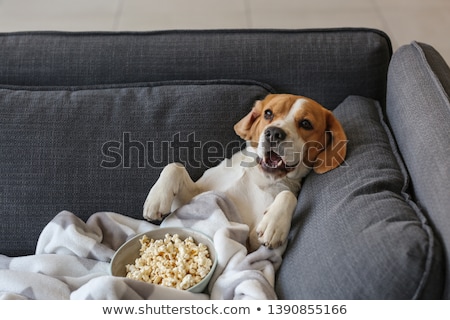 Stock photo: Dog At The Movies