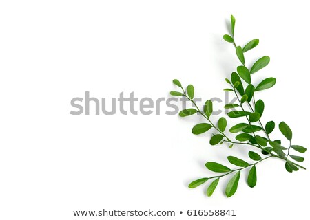 Stok fotoğraf: Green Leaf On White Background