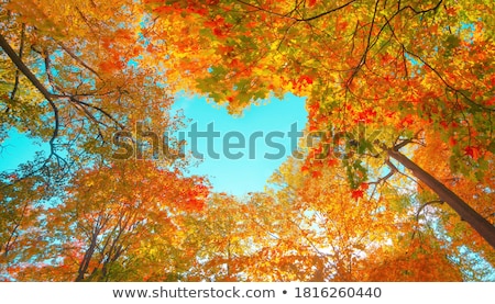 Foto d'archivio: Detail Of Autumnal Tree