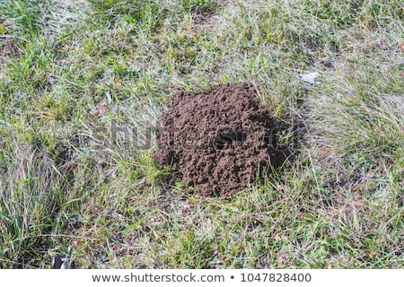 Stock foto: Mole In The Den