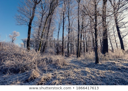 Foto d'archivio: Ebbia · Tra · Gli · Alberi · In · Una · Bella · Foresta · Con · Alberi · Congelati · In · Inverno