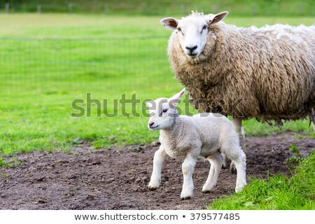 Foto stock: Mother Sheep And Newborn Lamb In Meadow During Spring