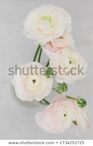 Foto stock: White Ranunculus Flowers In A Glass Vase Grey Background