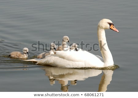 Foto d'archivio: White Mother Swan With Young Chicks