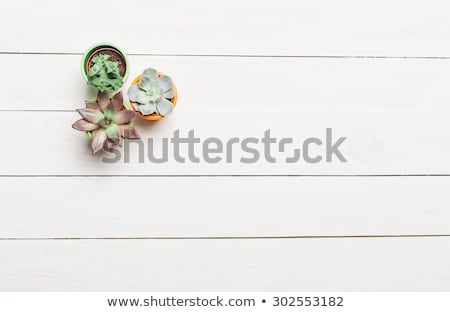 Foto stock: Closeup View Of Green Cactus As A Background Top View Texture