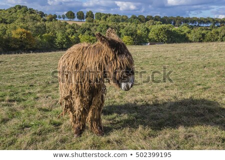 Сток-фото: Rare Poitou Donkeys