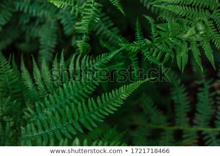 Foto stock: Fern Background