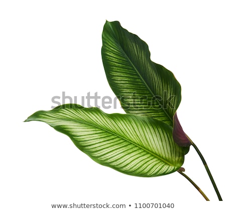 Stock foto: Plant Leaves