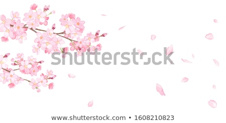 ストックフォト: Cherry Blossoms Flowers In Full Bloom