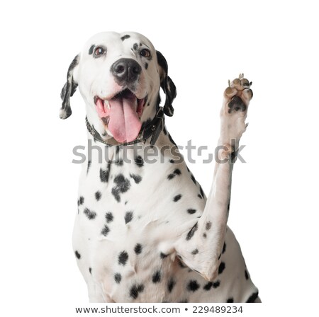 Foto stock: Funny Dalmatian Dog With Tongue Hanging Out