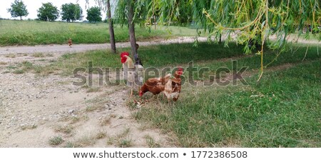 [[stock_photo]]: Three Brown Chicken Eating Grain And Grass