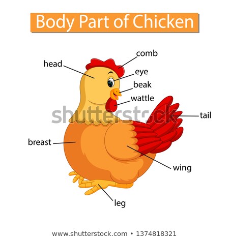 Stok fotoğraf: Diagram Showing Anatomy Of Chicken