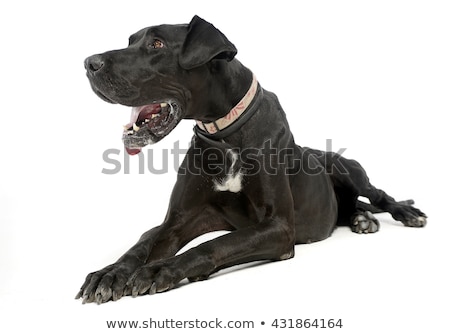Stock foto: English Bulldog Lying And Waching In The White Studio Floor