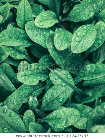 Сток-фото: Fresh Grass With Dew Drops Close Up