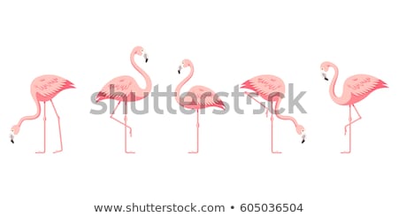 Stock photo: Flamingo - Vector Illustration