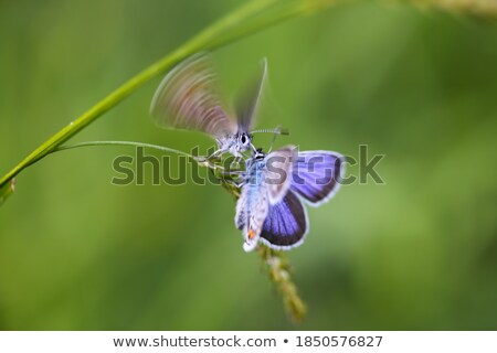 [[stock_photo]]: Two Butterflies